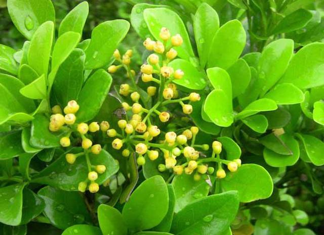 8种“矫情”年宵花，干不得，浇不得，十有八九养不好