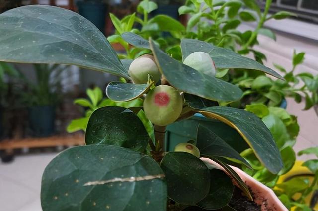 最有“佛缘”的植物，栽种在家中有着极好的兆头，更能修身养性