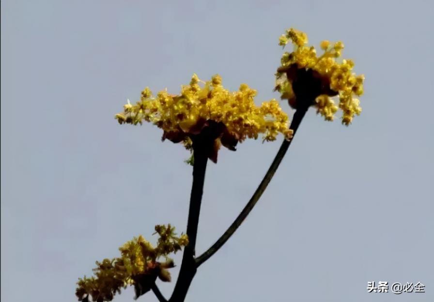 18种常见的先花后叶植物集锦