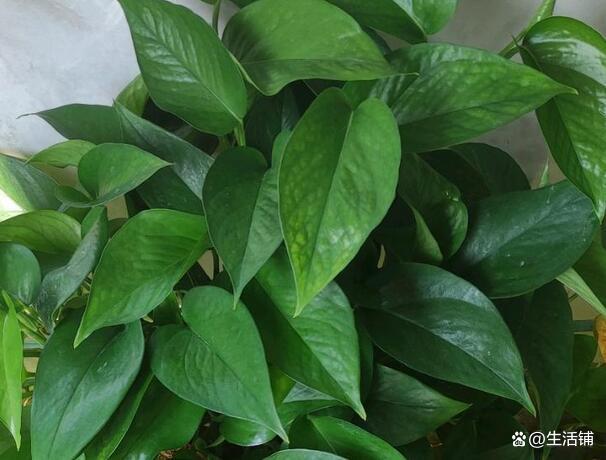 绿萝怎样修剪才能越长越茂盛？3个修剪技巧，剪对了轻松长满盆