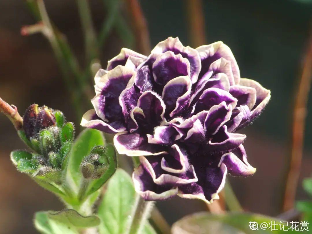 春天暖和了，6种花疯狂冒花苞，拦都拦不住