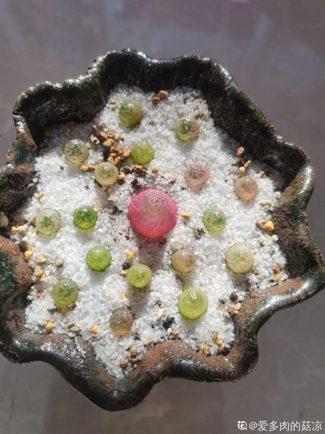 养多肉的人里，有一群“屁股花”爱好者，养的多肉超可爱