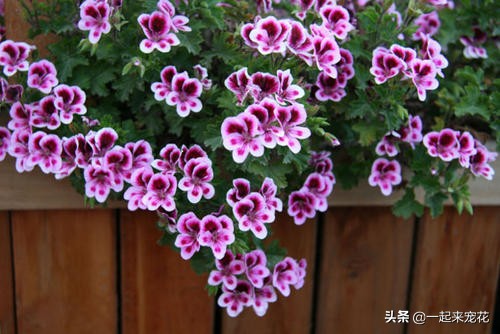 养天竺葵，了解掌握3个要点，猛窜芽冒小笋，开出层叠群花