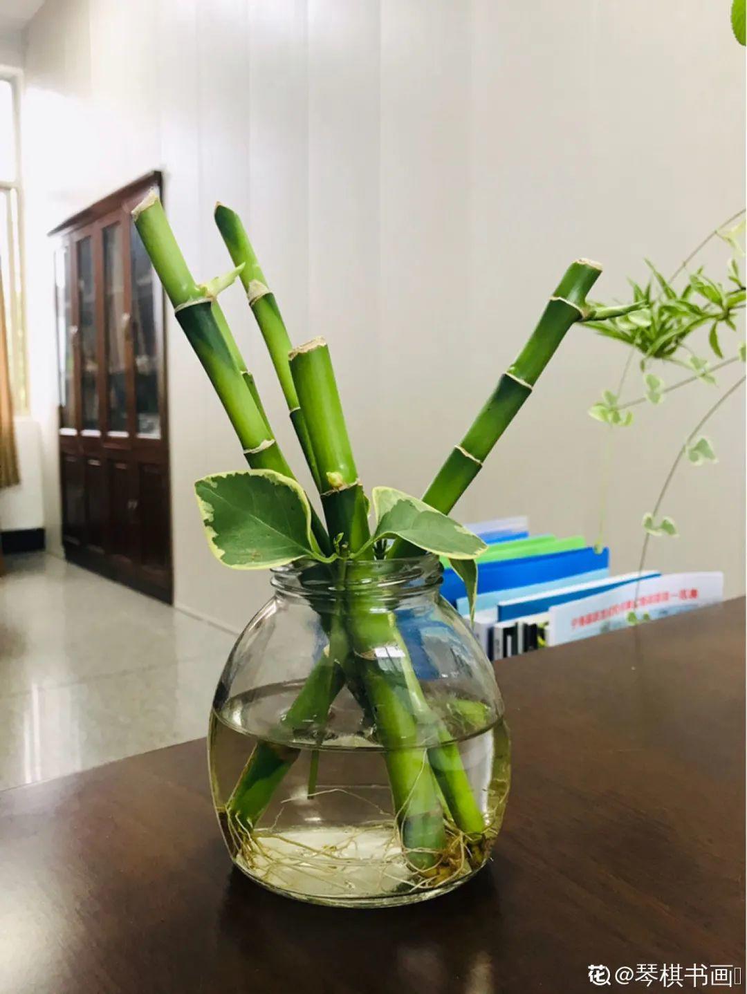 养花要摆对地方，才能赏心悦目，你家摆对了吗？