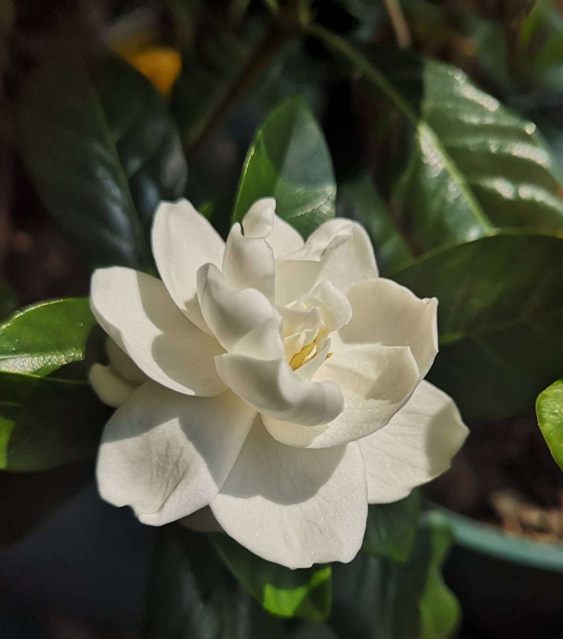 栀子花怎么养？园艺师告诉你，这可能是关于栀子花，最全面的攻略 
