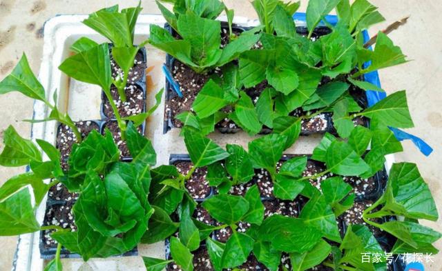 有4种植物适合练手学“扦插”，枝叶育苗成活率高，操作简单