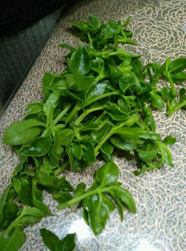 一个枝条插土里,半年爬满阳台,红花绿叶,好漂亮! 一个枝条插土里,半年爬满阳台,红花绿叶,好漂亮!