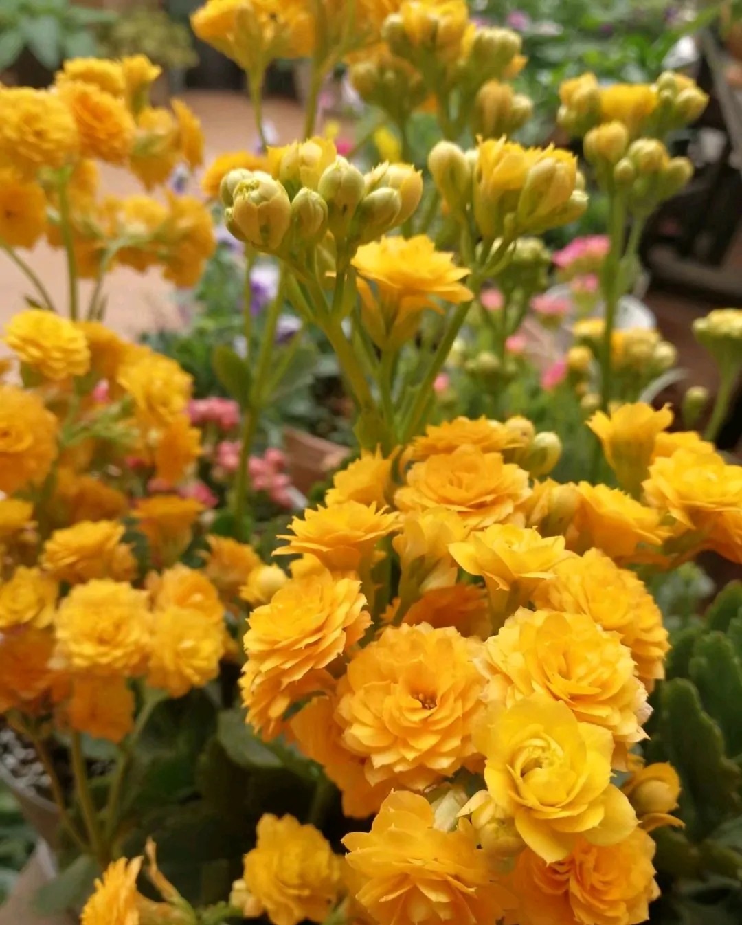 长寿花的花茎长得特别长是怎么回事儿？