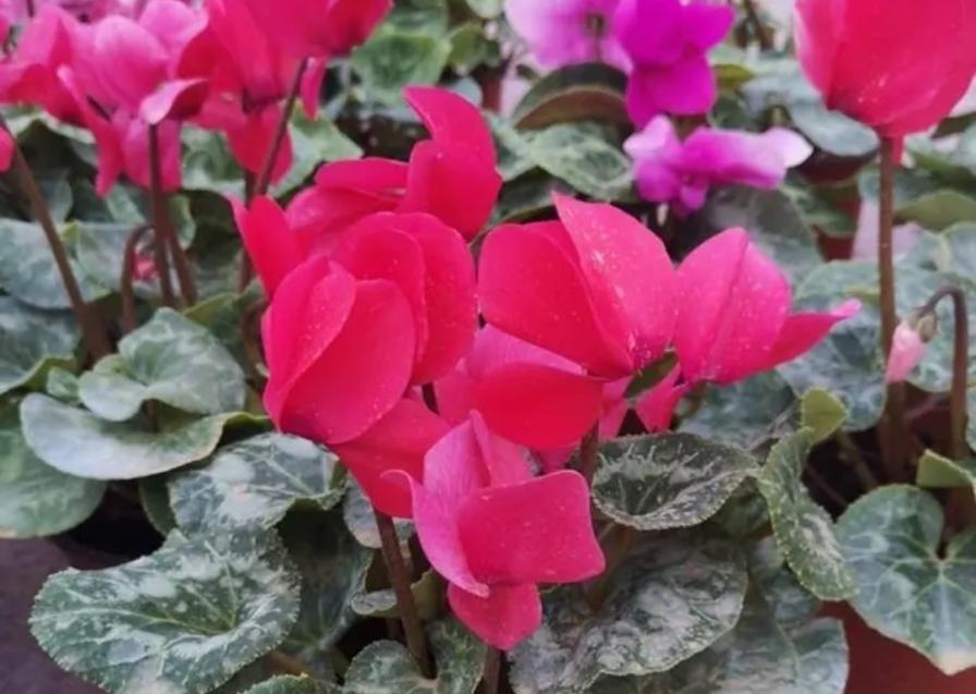 5种漂亮花，冬天多“晒一晒”，开花早，花色更加鲜艳