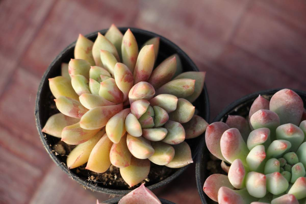 新手养多肉不用怕,掌握这5个小技巧,每一盆都肉嘟嘟 新手养多肉不用怕,掌握这5个小技巧,每一盆都肉嘟嘟