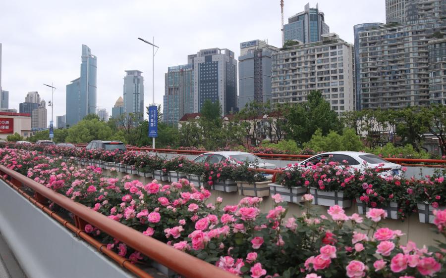 市绿化管理部门开展高架沿口绿化景观保障巡查调研
