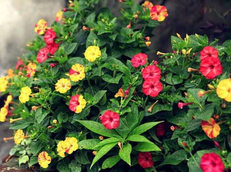 路边1种花，看到就把它带回家，清热解毒，养在家里很漂亮