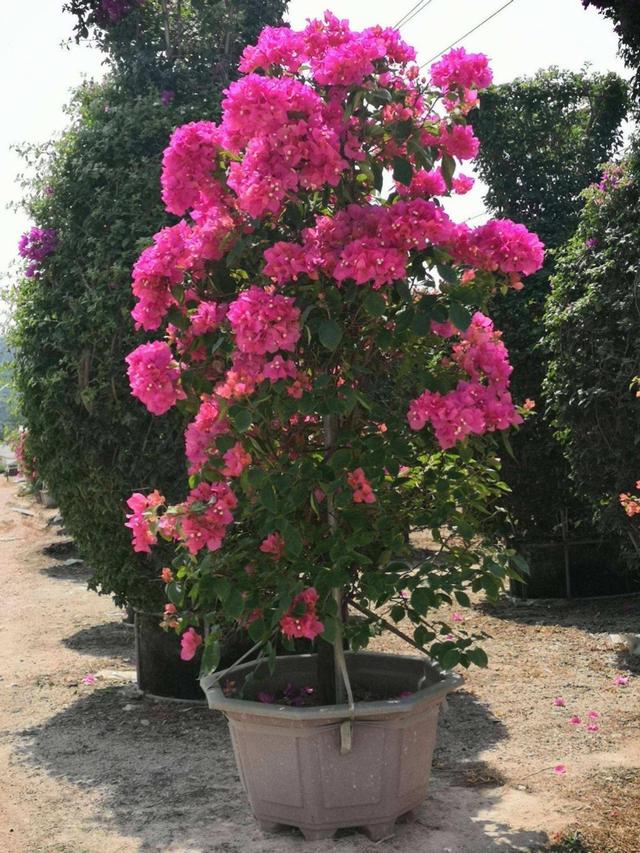 南方公路公园添彩首选绿植，四季开花，花比叶多，易打造花墙花海