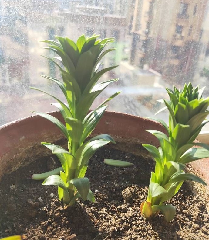 春天怎么养百合花？记住几点没错，枝叶茂盛，花朵又大又多