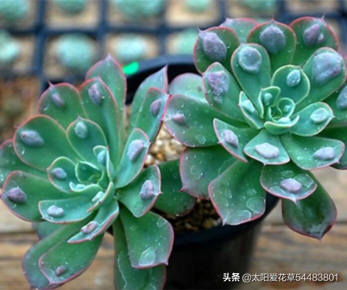 不到秋季你都不知道多肉雨滴有多美，快来看看怎么养护才能出状态