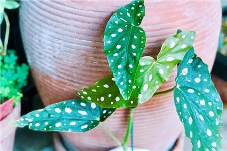 3种少见的叶子花，摆在家里上档次，屋里更凉爽