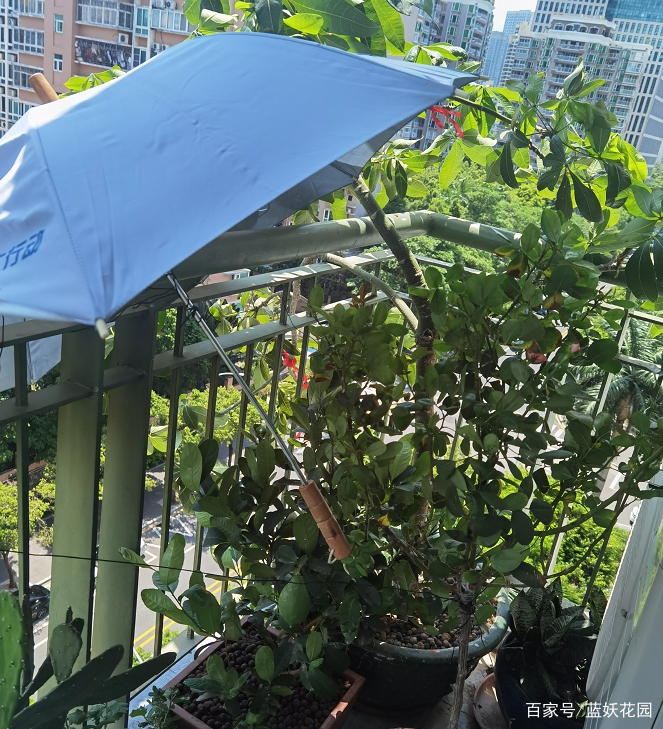 月季夏季需要遮阴吗？很多人都做错了