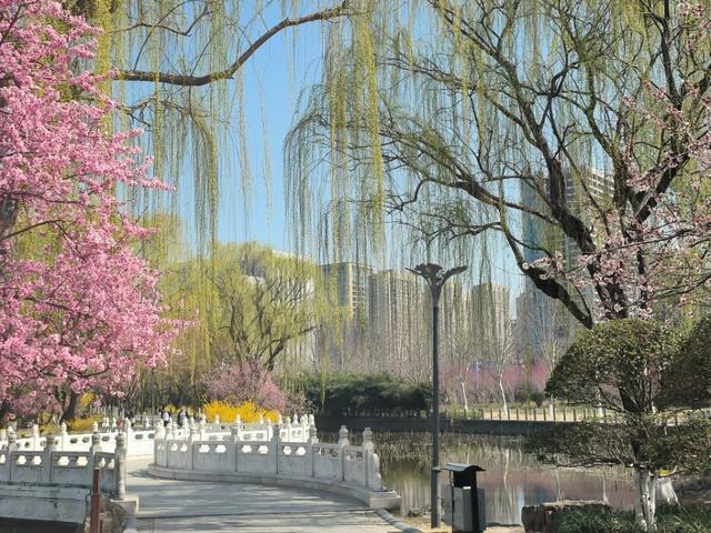 临沂市五洲湖公园绿化景观再提升，这个春天美成这样
