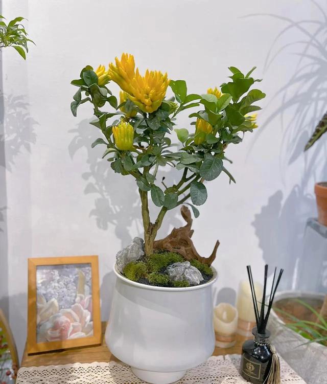 聪明人都喜欢养的5种花，能身体强壮，还越来越“富有”！