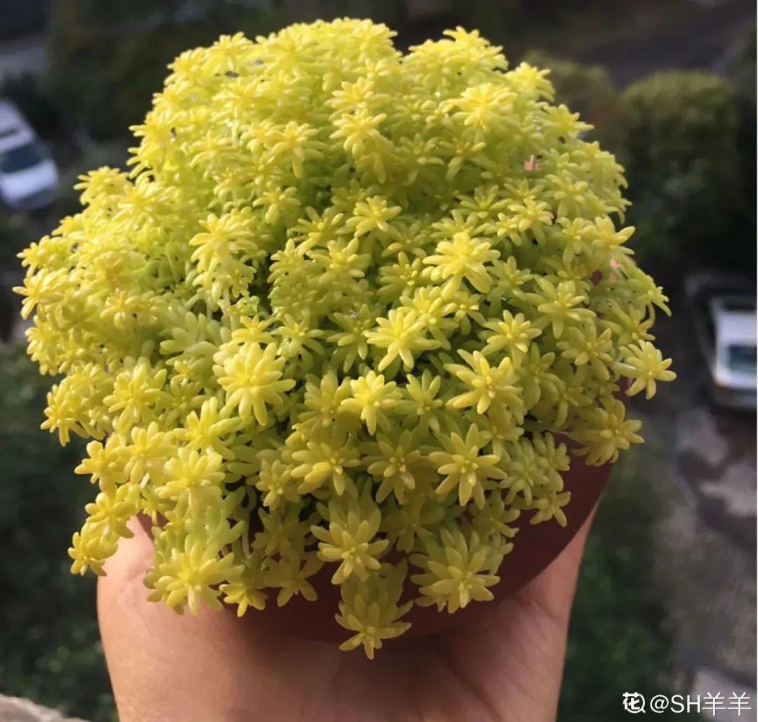 谁说多肉长得慢？养这3种，2个月长成瀑布