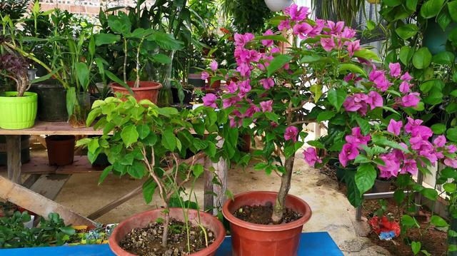 秋季可养“4种花”，漂亮又好养，开花非常多，姹紫嫣红如小花园