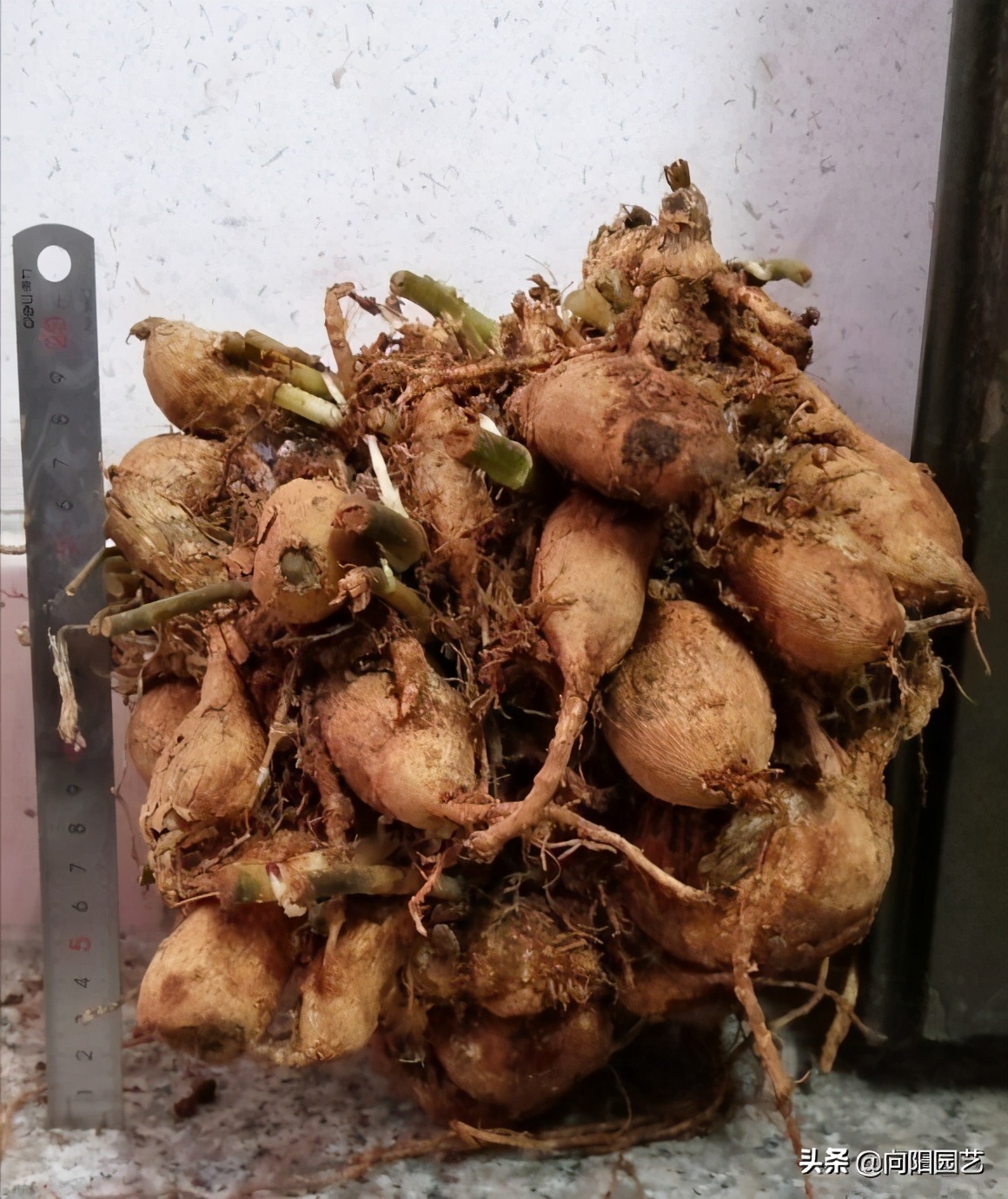 “花妖”大丽花，一年能开120天，花瓣超漂亮，地栽最合适