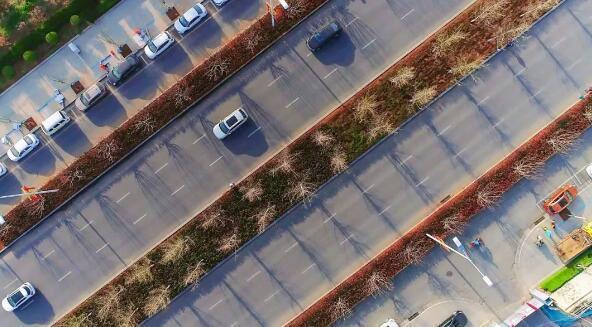 文博路绿化景观初具雏形