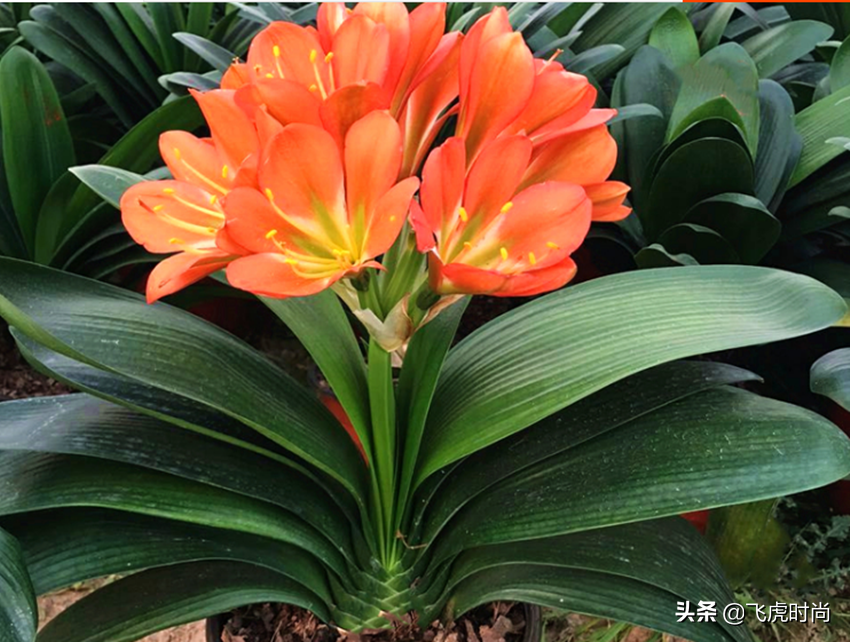 君子兰一开花就夹箭，原因出在三个方面，你还不知道吧