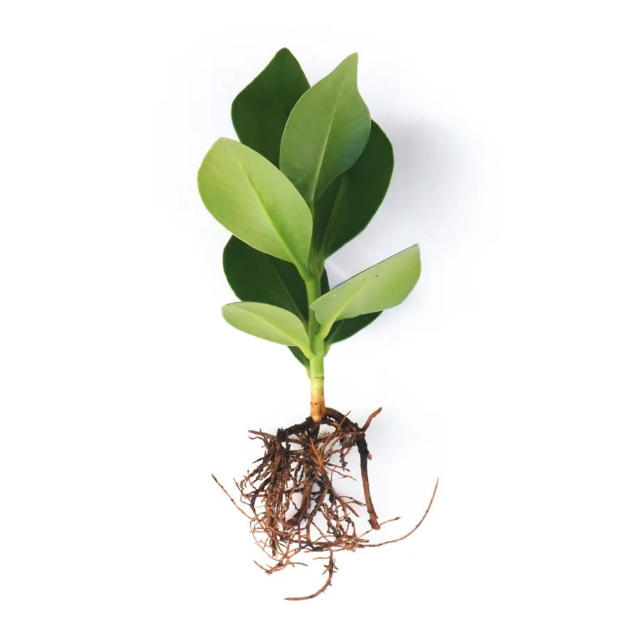 叶子写上字后，长大也不会消失的签名树，开花就特好看了