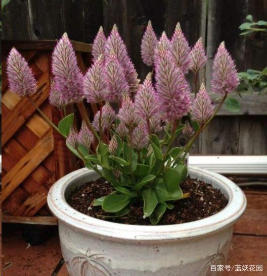 它非常耐热、耐旱，不仅颜值高，还非常好养，澳洲狐尾草可爱