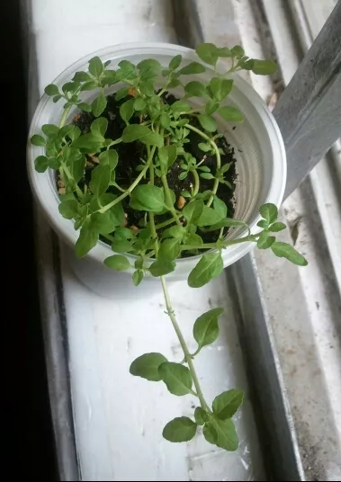 薄荷品种多，养过8种的是大神，看看你家有几种？