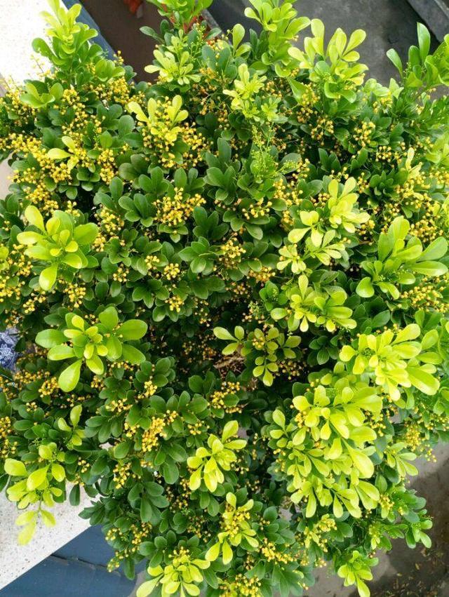 米兰花的繁殖与越冬管理