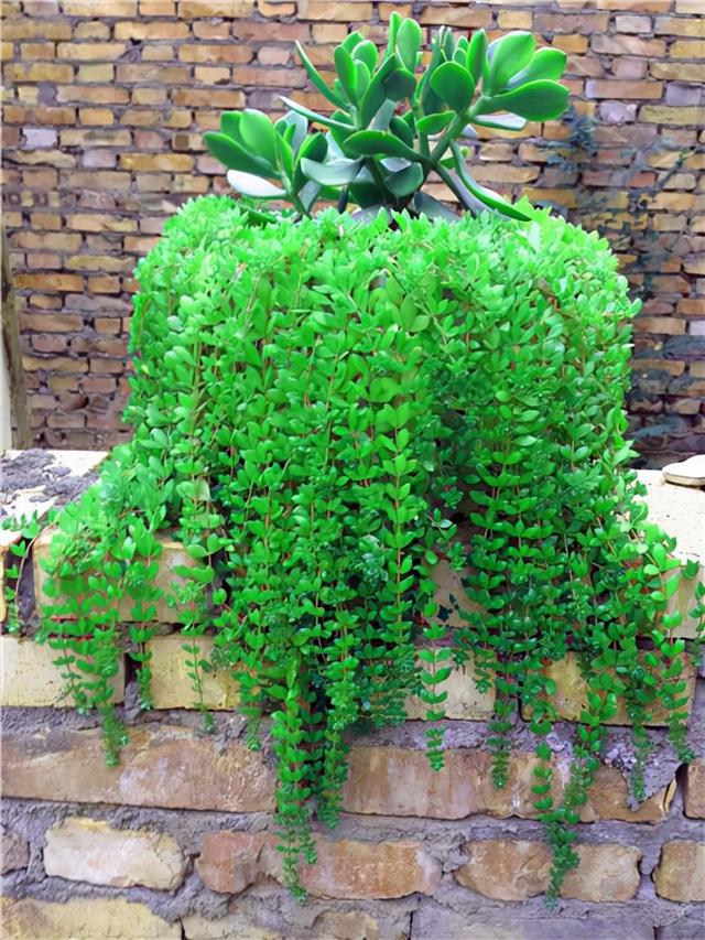 5种适合院子里种的铺地植物，种出来比草坪还好看