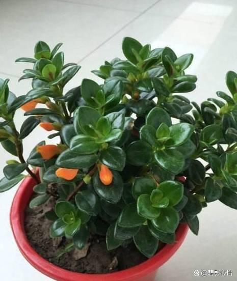 金鱼吊兰植株纤细，株型不紧凑，也不愿意开花，应该怎么养