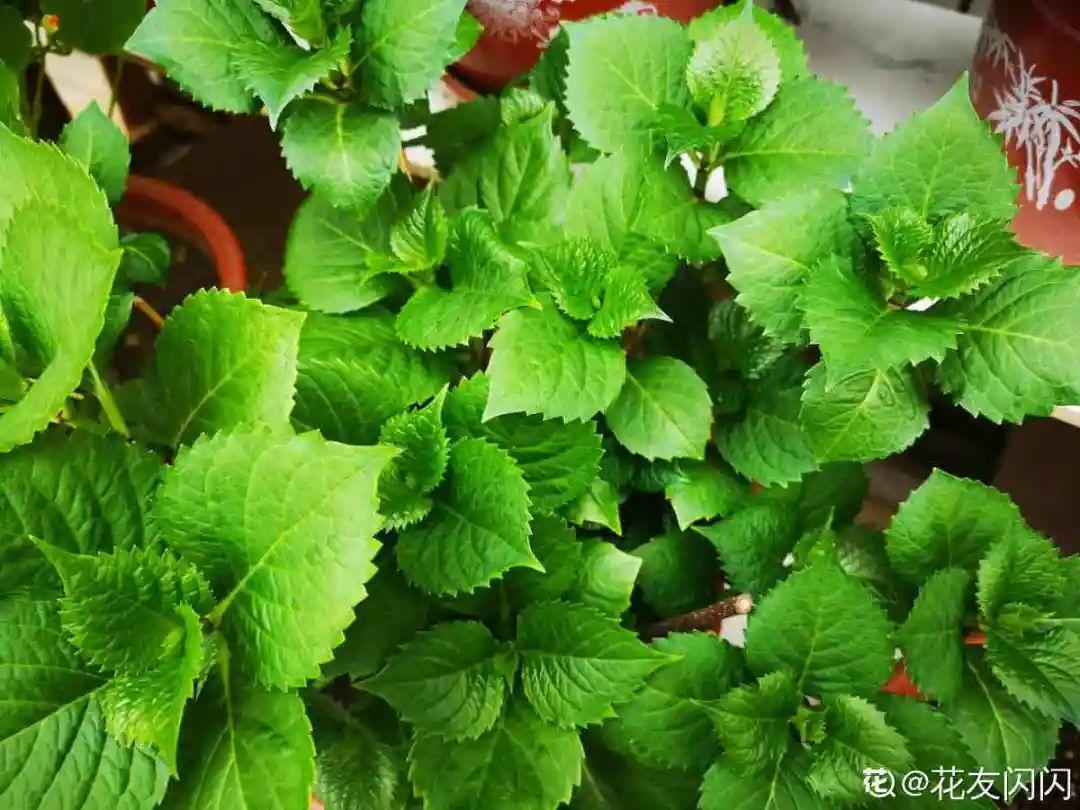 春天花要苏醒了，快施肥，新芽狂窜不断