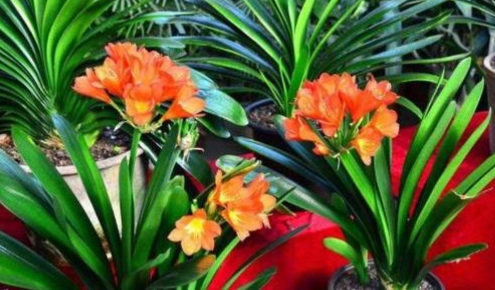 春天养君子兰，2个地方剪一剪，补上1种肥，植株越长越旺