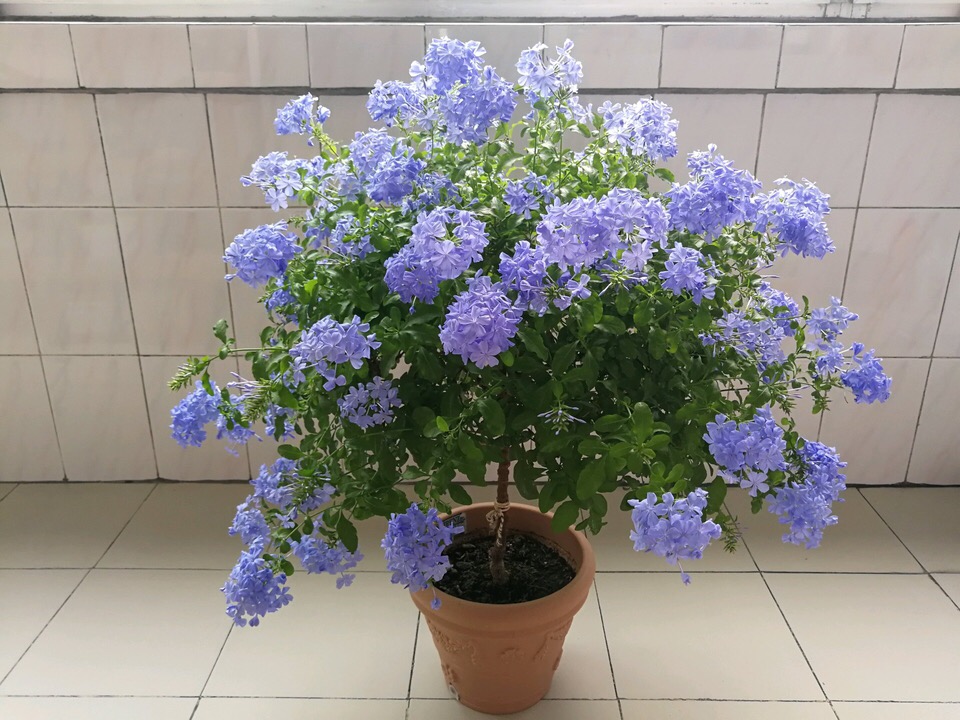 初夏扦插的4种花，已经长满了“大白根”，又多了几十盆花