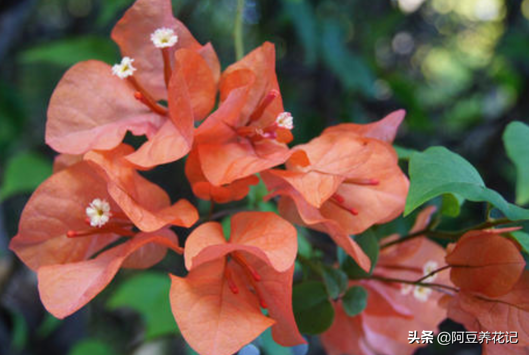 三角梅要“爆花”，品种得选对，多种开花劳模品种，安利给你
