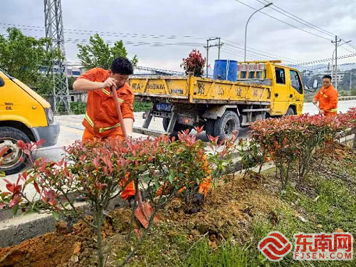 花开二度小阳春 闽清公路中心补植绿化
