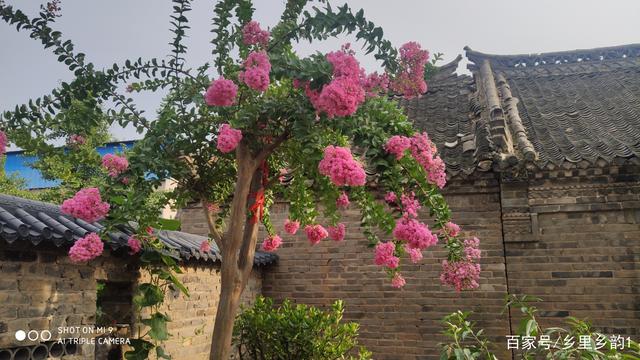 在庭院绿化当中如何选择既耐寒又有良好寓意的植物，你可这样选择