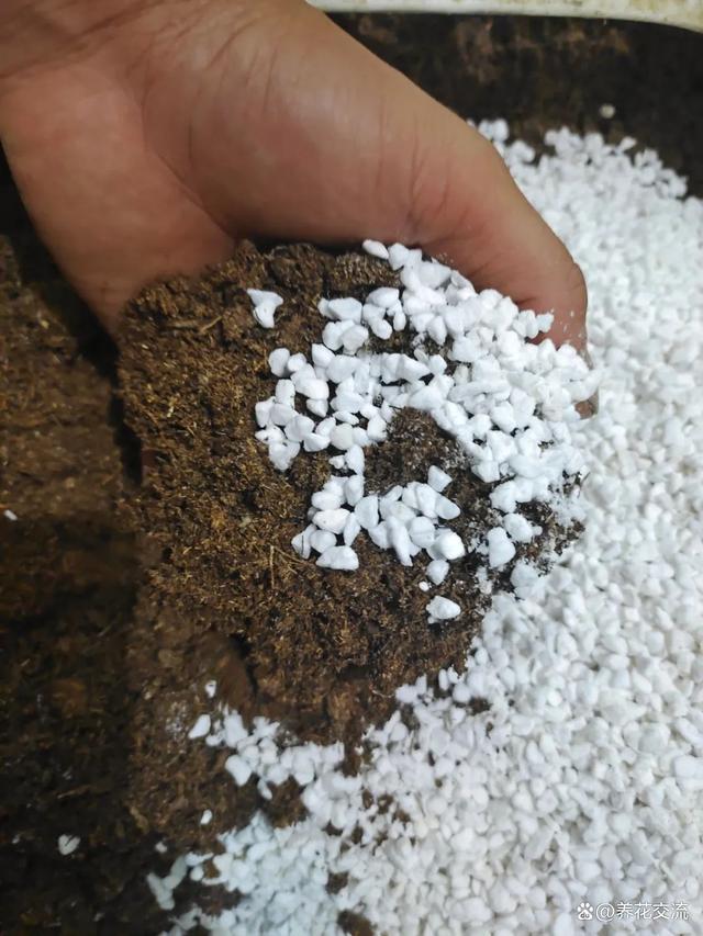 秋植酢浆草养护指南