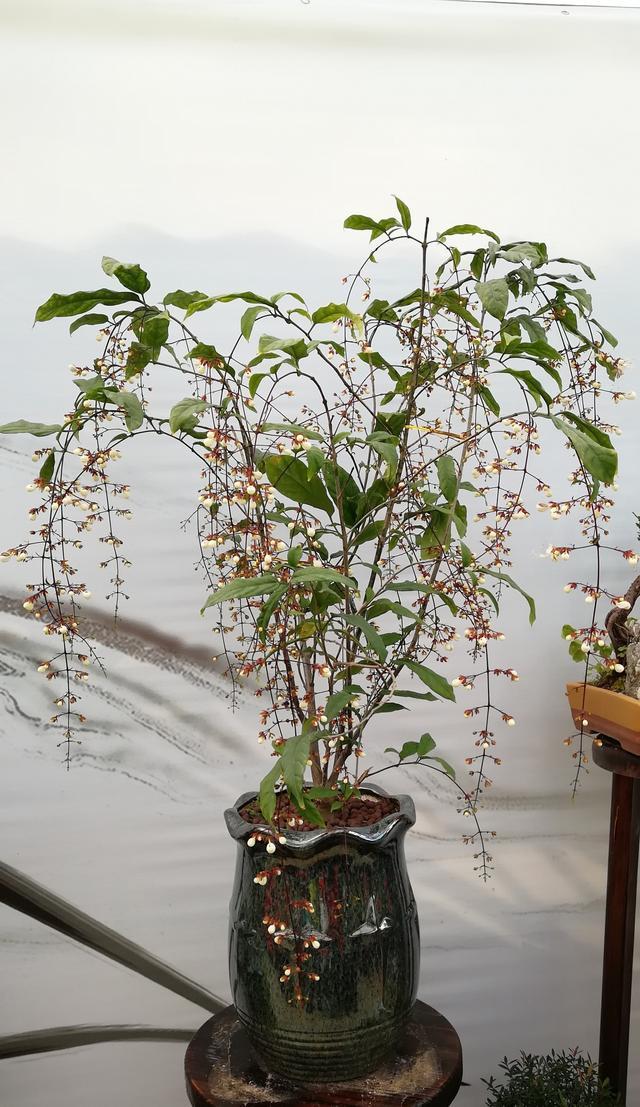 网红盆栽“垂丝茉莉”—花如群蝶飞舞，香气四溢怡人，适合新手