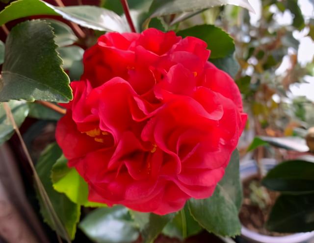 放弃牡丹吧，此花美艳动人、芬芳馥郁，适合居家养护