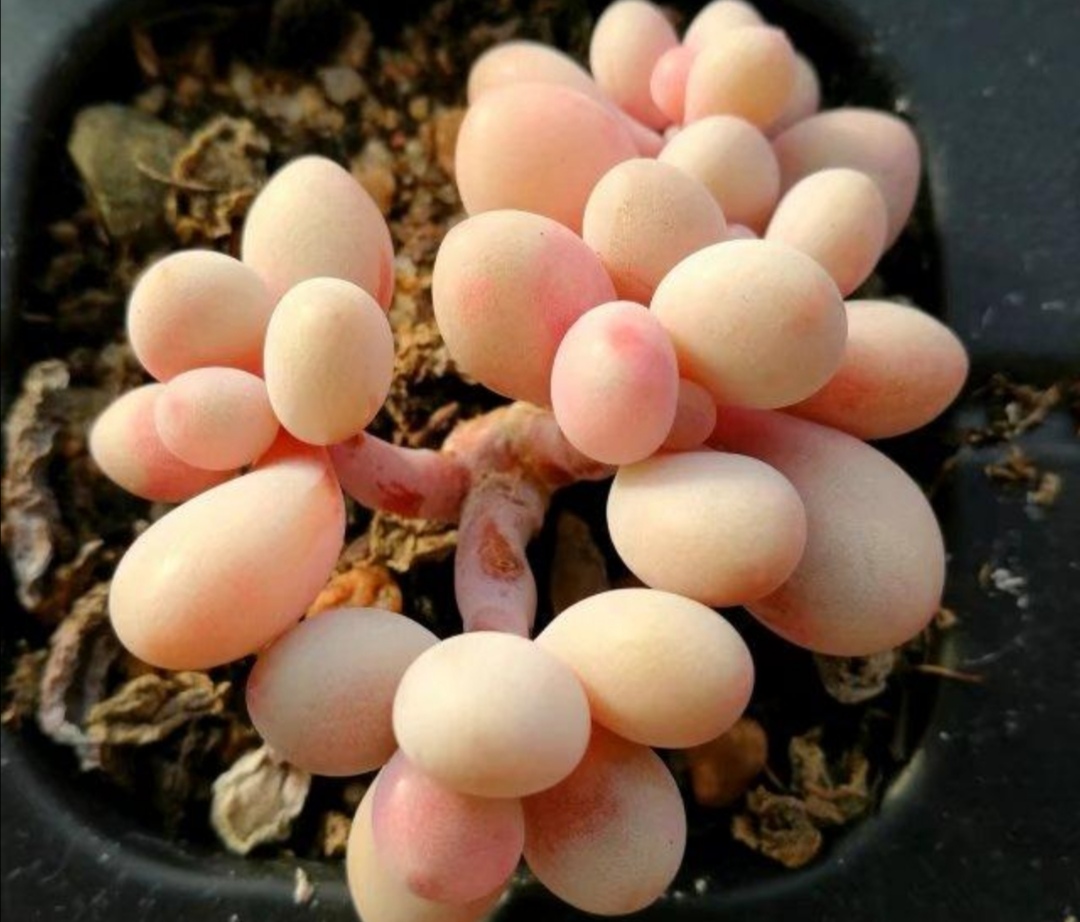 天气暖和了，把多肉搬出来晒晒太阳，叶色绚丽多姿，观赏性强