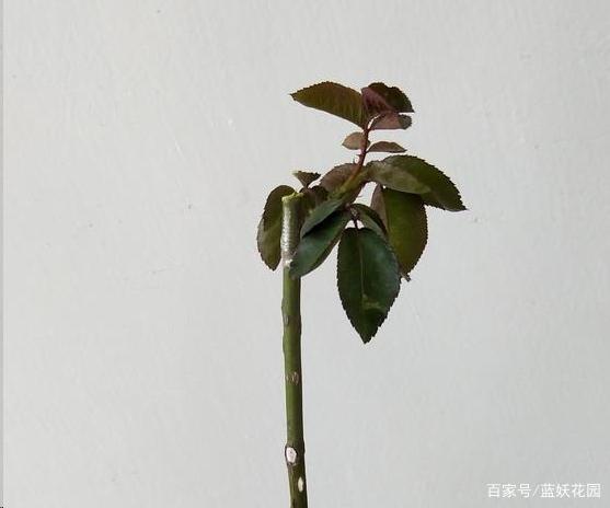 用蔷薇杆子嫁接月季棒棒糖，用这2个小方法成活率大大提升