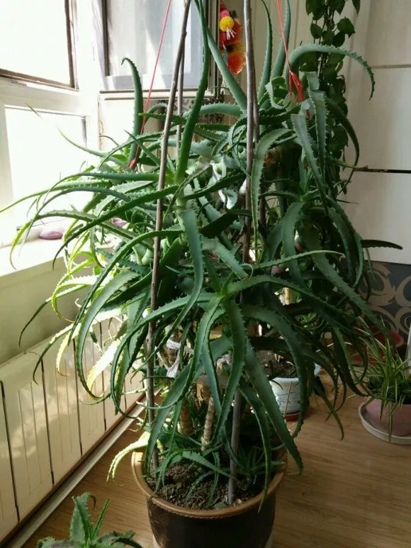 20年玉树，10年的芦荟，枝干“胳膊粗”，学会养护法，你家也有！