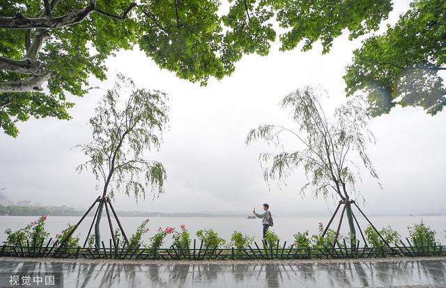 西湖柳树不是绿化工具，正如自然不是城市附庸
