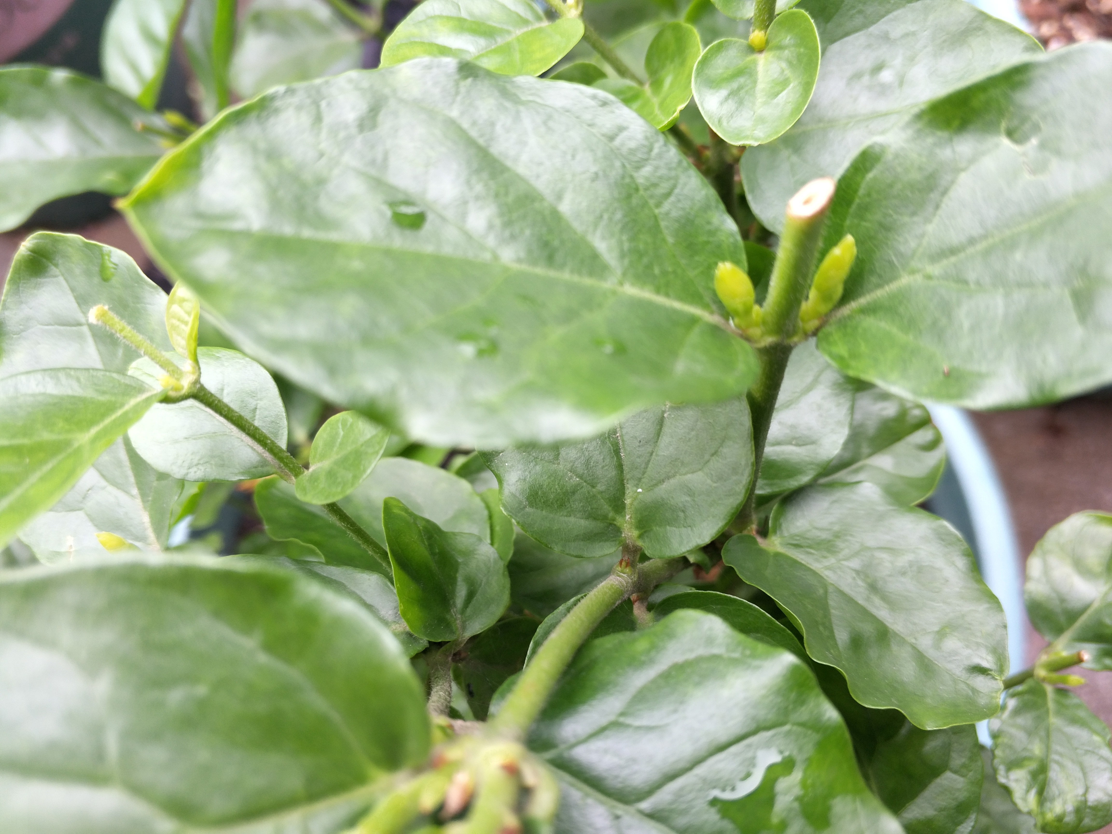 茉莉花修剪后新芽萌发，别忘了给它加点“餐”，再次开花更美观