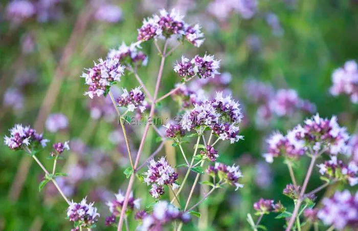 英式传统花境的现代演绎亮了,附全部植物配置品种,开眼了 英式传统花境的现代演绎亮了,附全部植物配置品种,开眼了