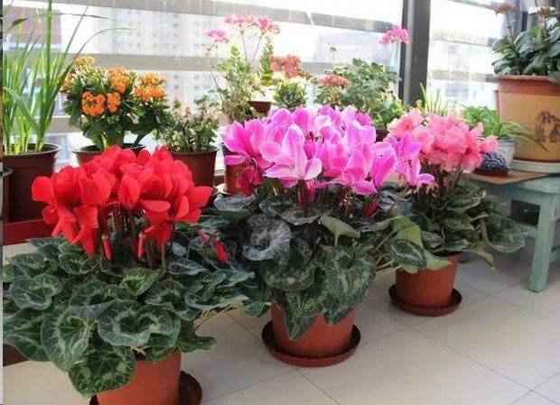 10种洋气花，秋凉会“苏醒”，“勤水、多粮”是上策，别弄反了